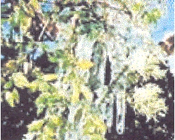 Arbres givrés